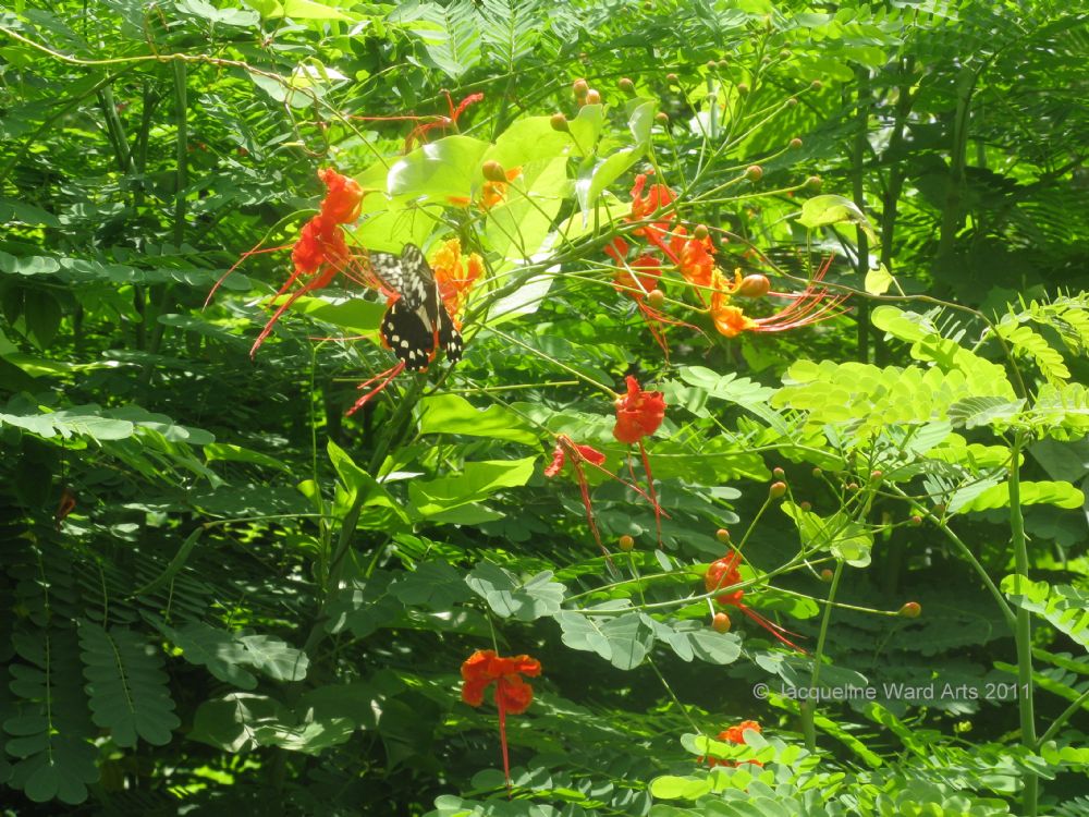 Butterflies and Flowers