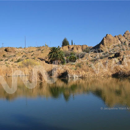 Arizonal Oasis