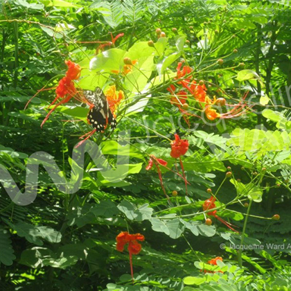 Flowers and Butterflies